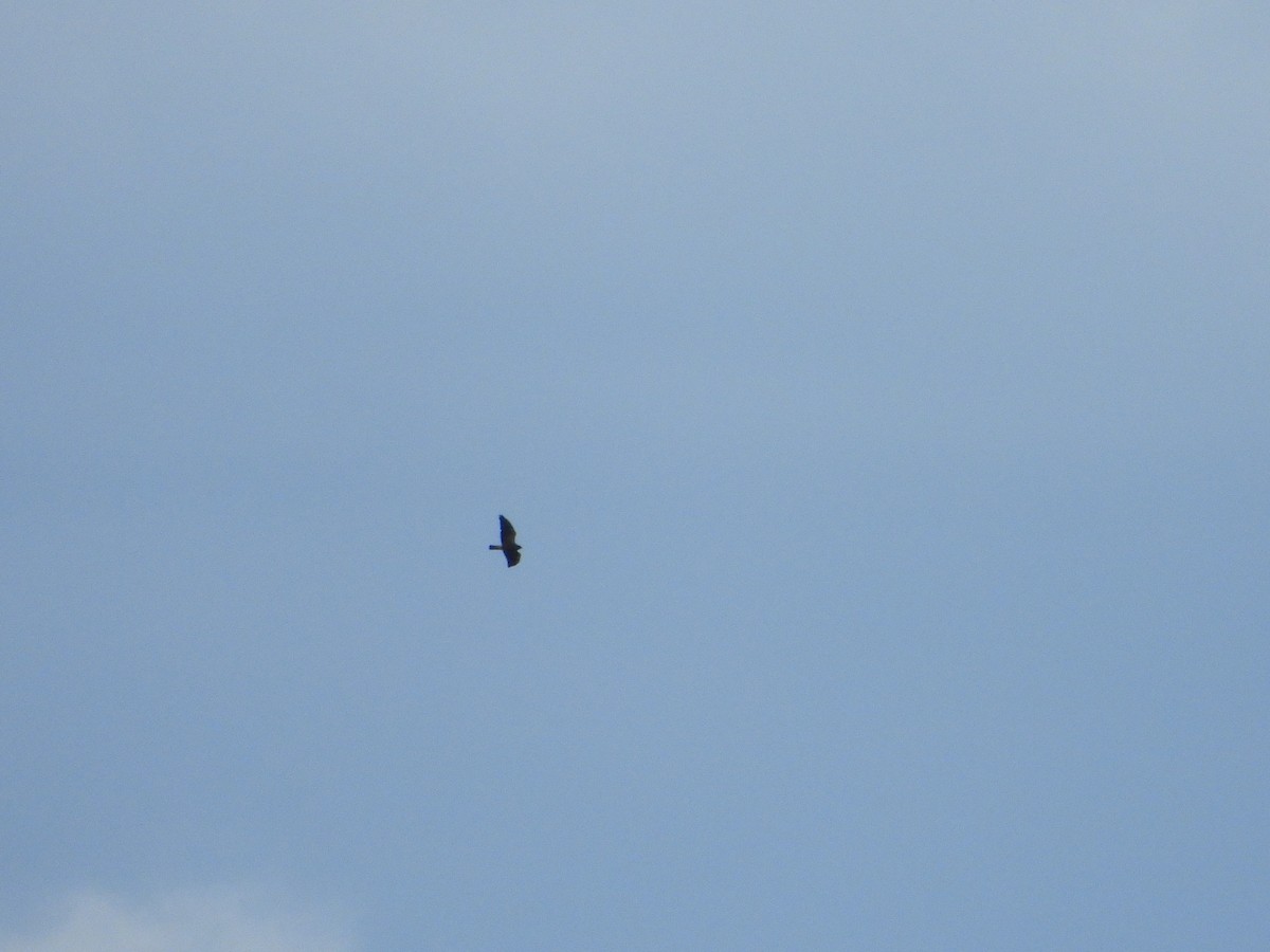 Swainson's Hawk - ML638272825