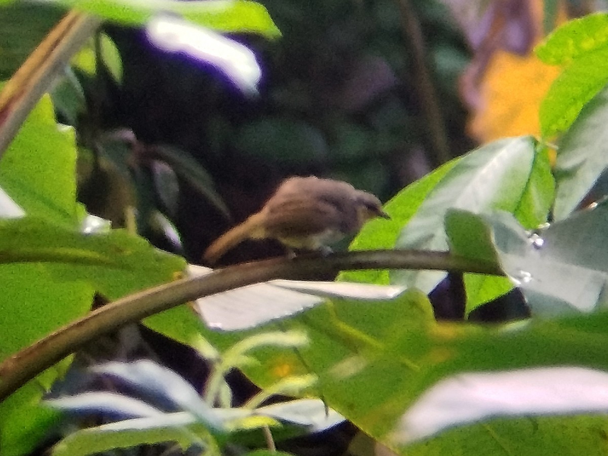 Stripe-throated Bulbul - ML638272827