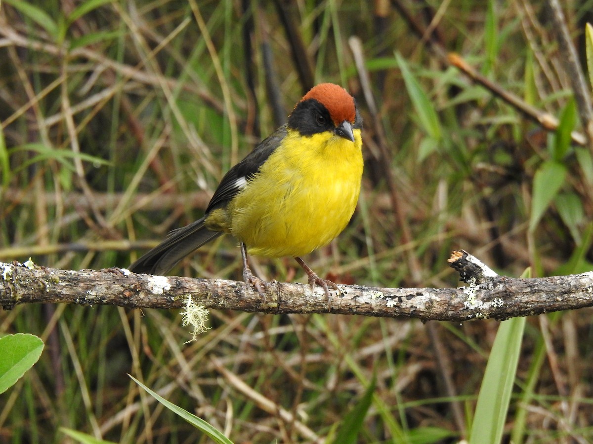 Yellow-breasted Brushfinch - ML638272832