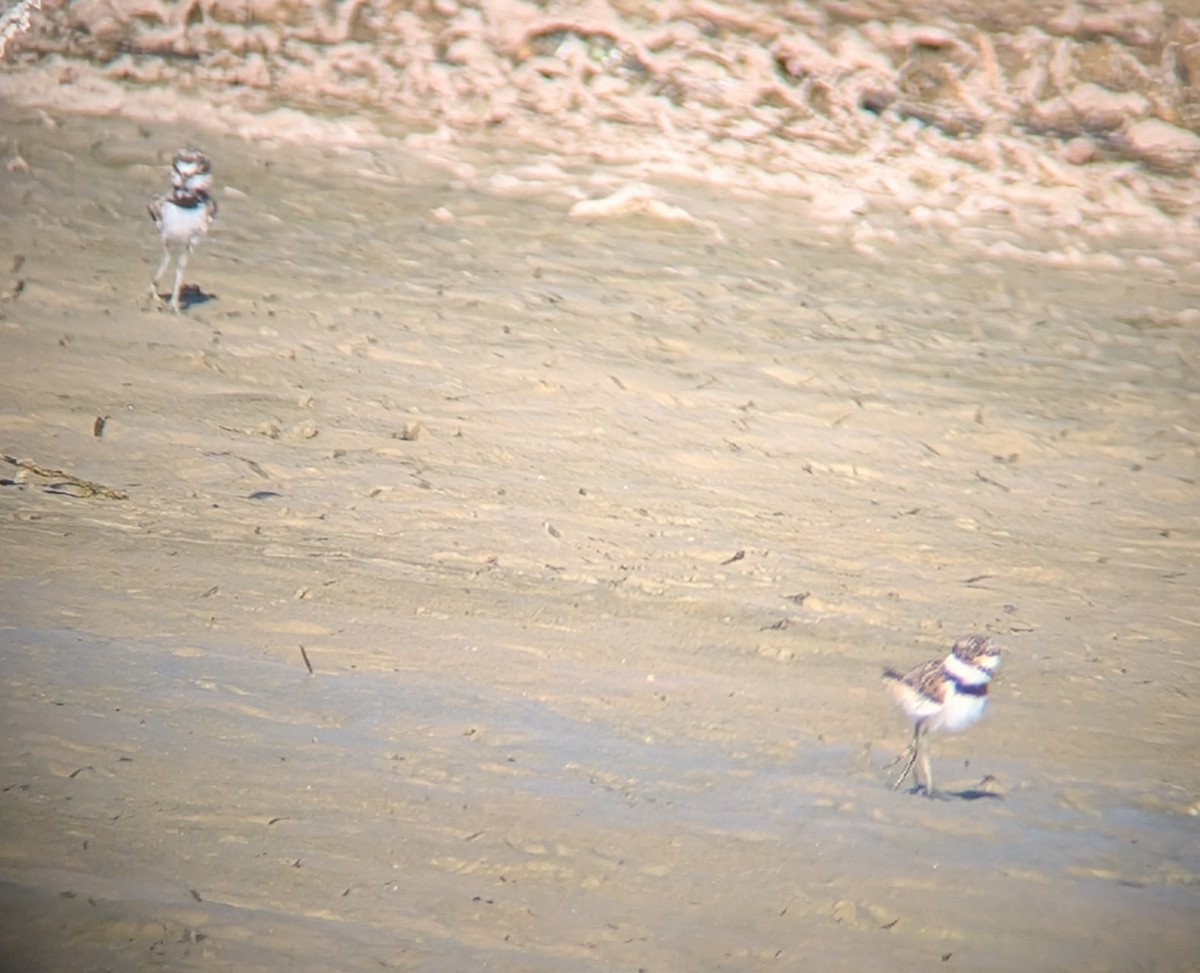 Killdeer - ML638272834