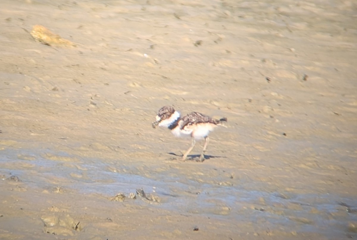 Killdeer - ML638272835