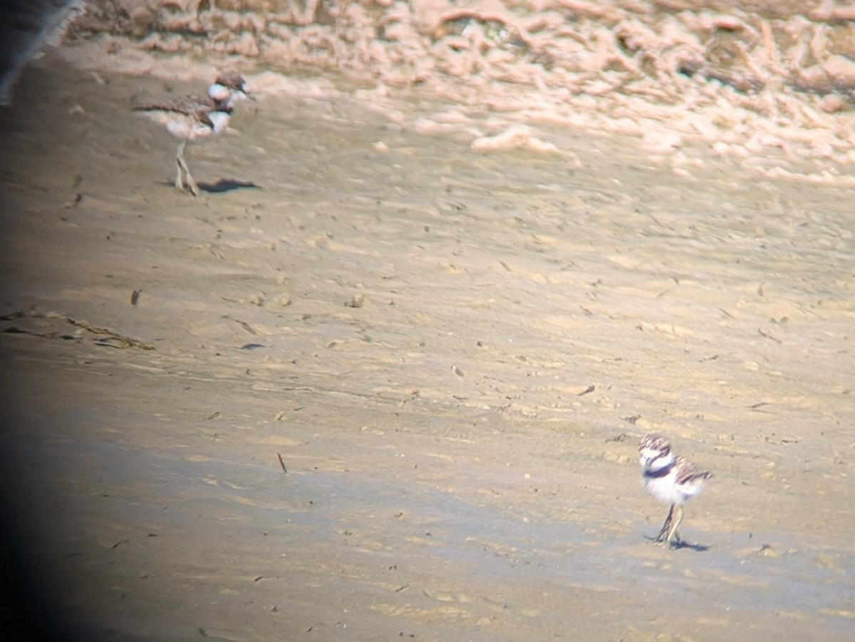 Killdeer - ML638272836