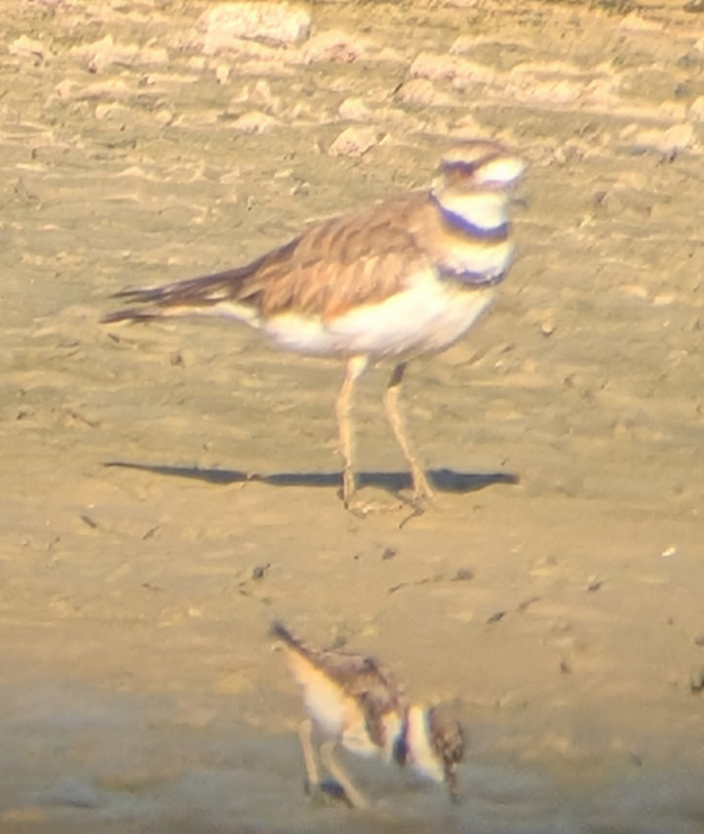 Killdeer - ML638272837