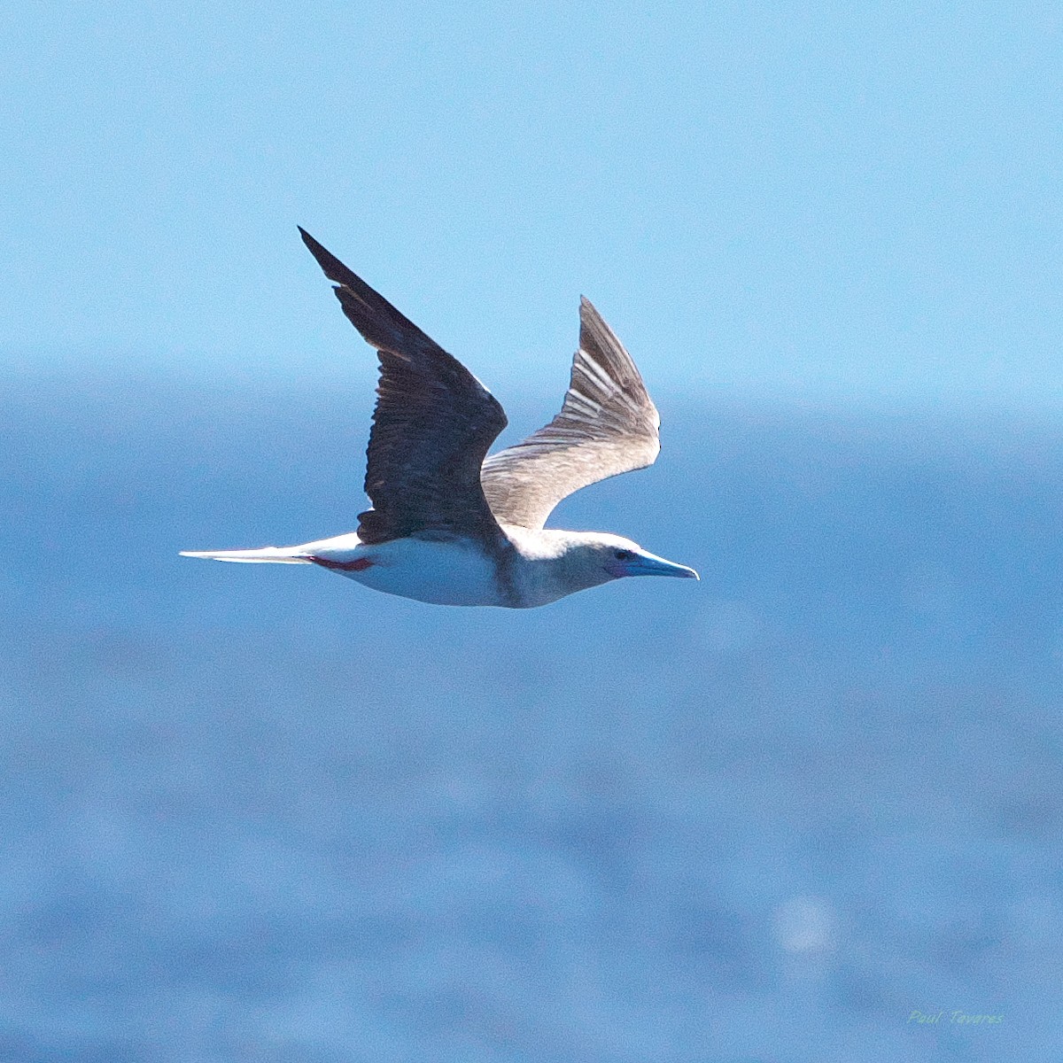 Red-footed Booby - ML638272843