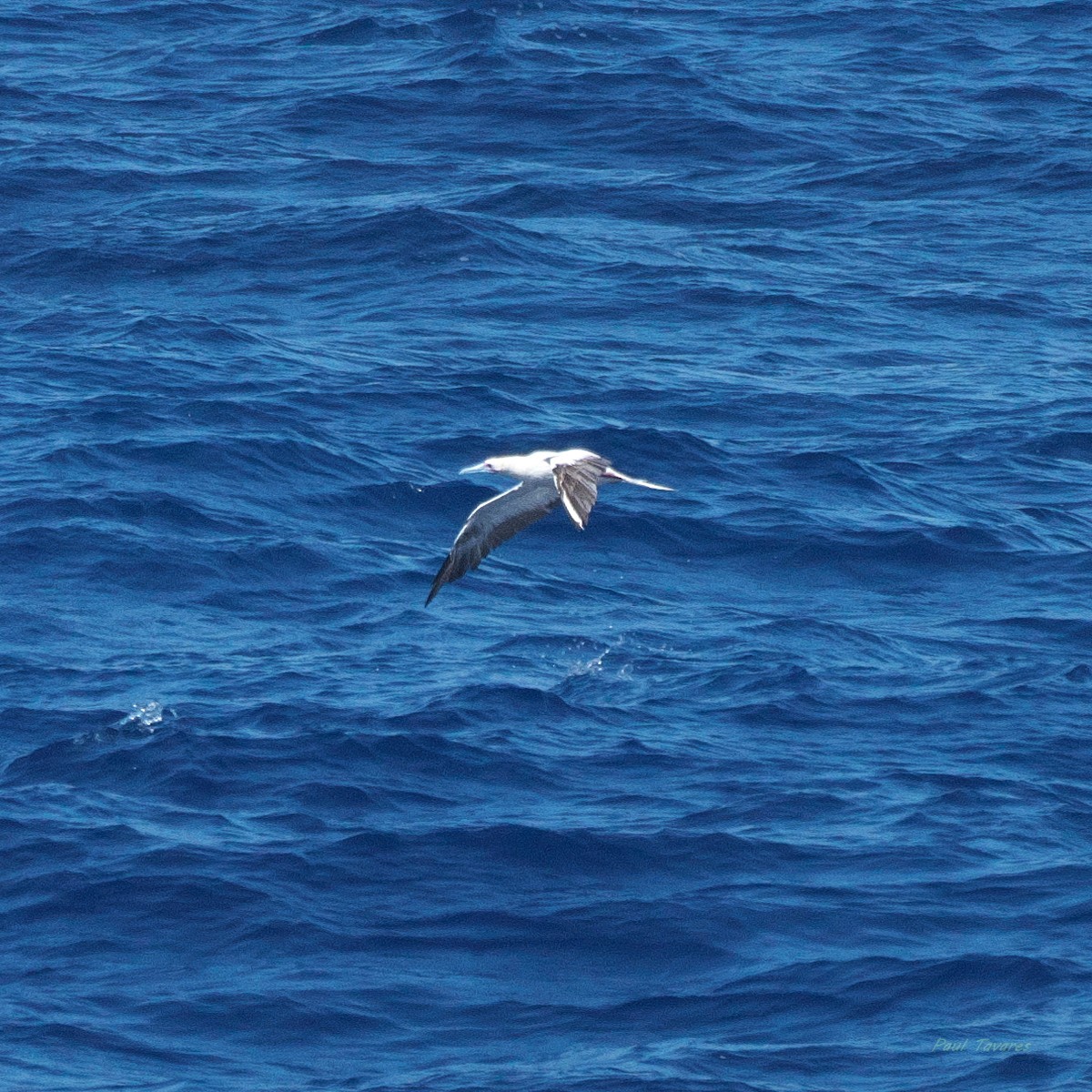 Red-footed Booby - ML638272844