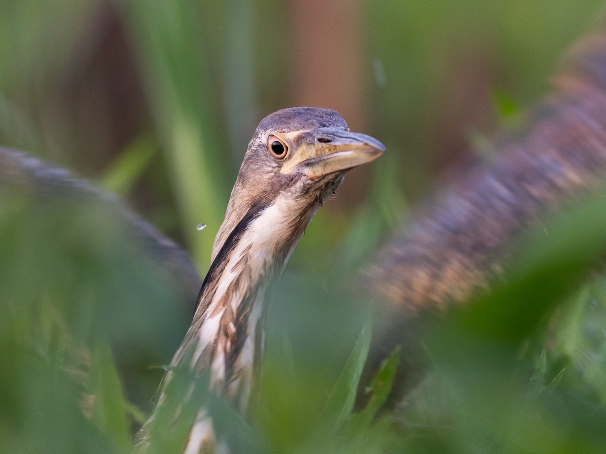 American Bittern - ML638272848