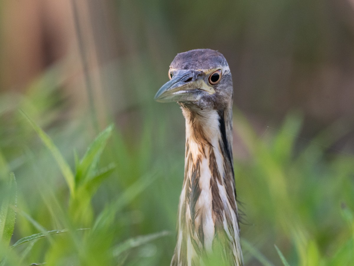 American Bittern - ML638272849