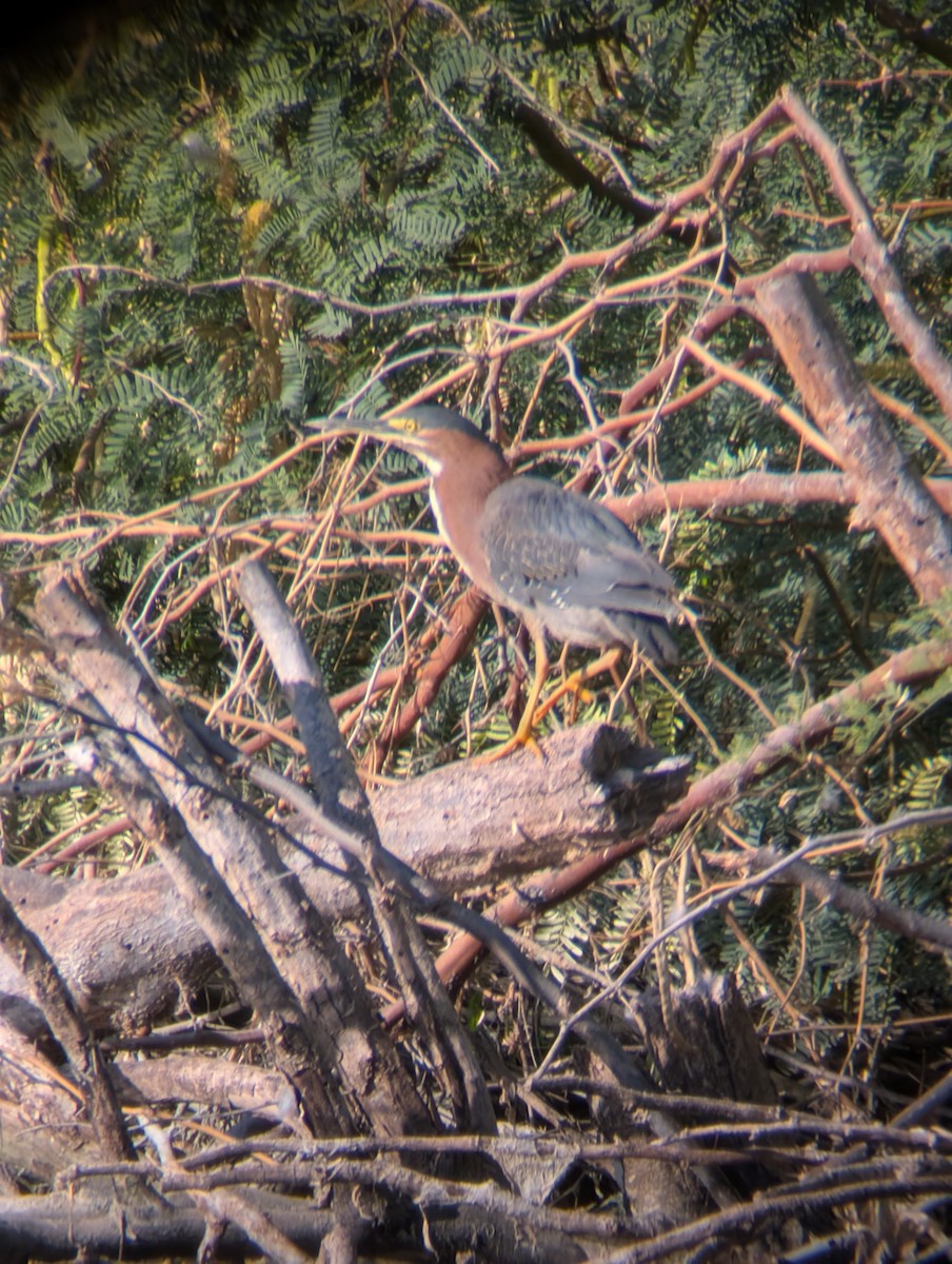 Green Heron - ML638272851