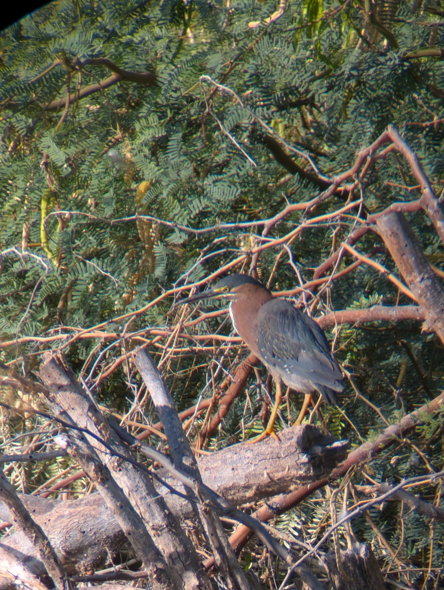 Green Heron - ML638272852