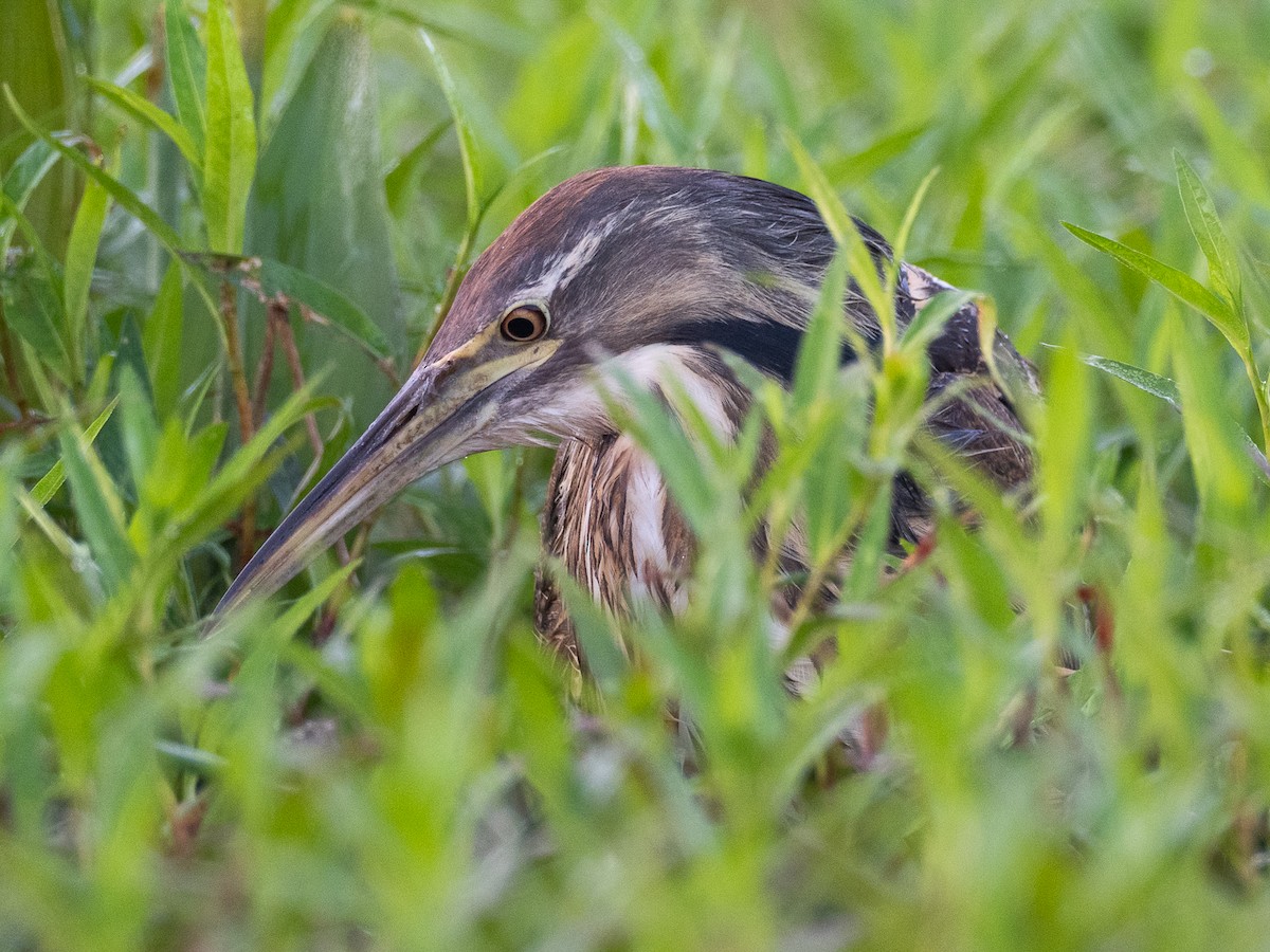 American Bittern - ML638272853