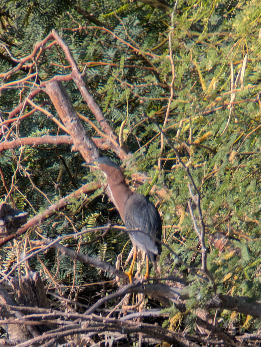 Green Heron - ML638272855