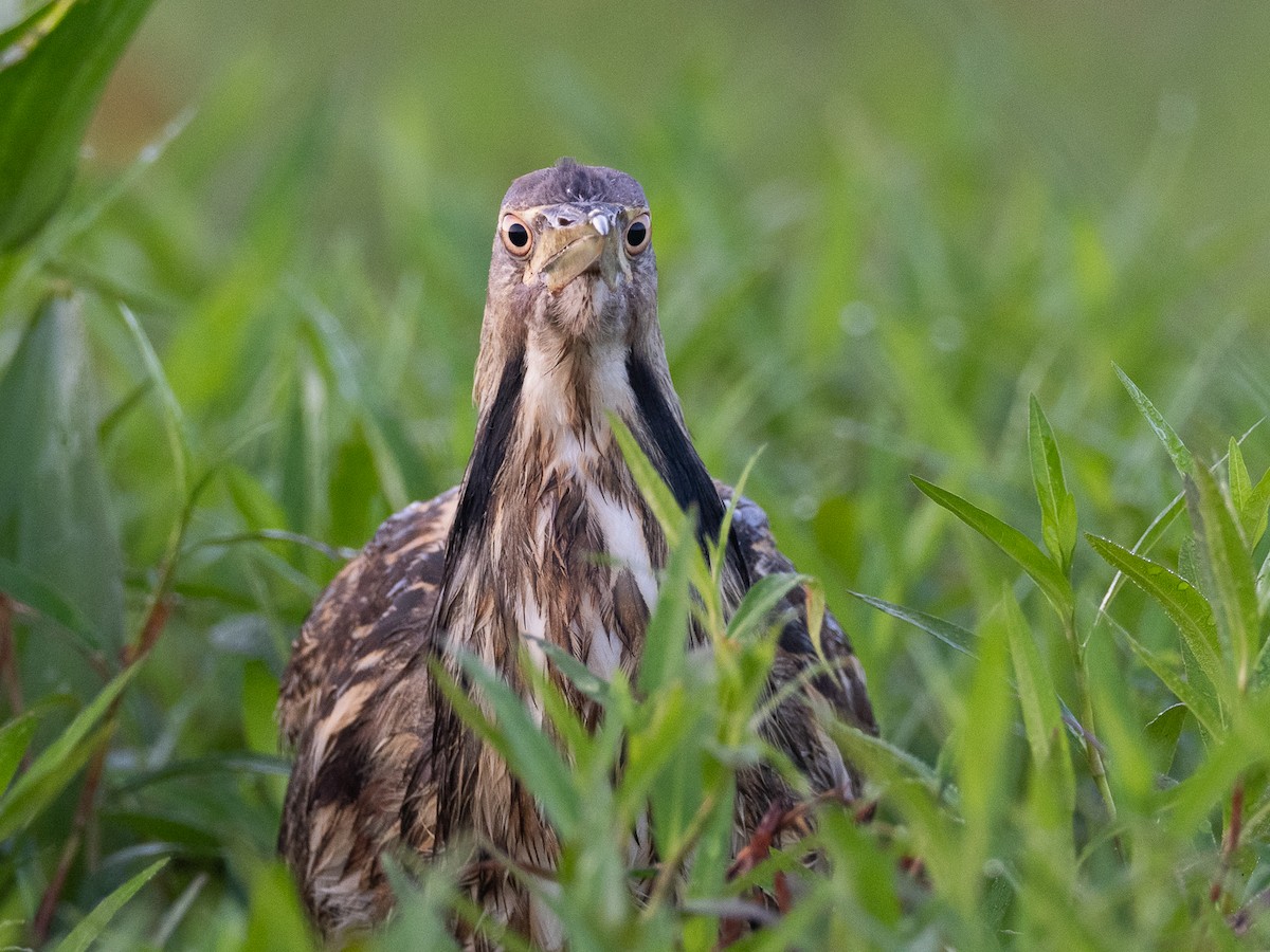 American Bittern - ML638272856