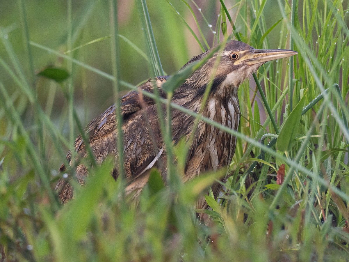 American Bittern - ML638272858