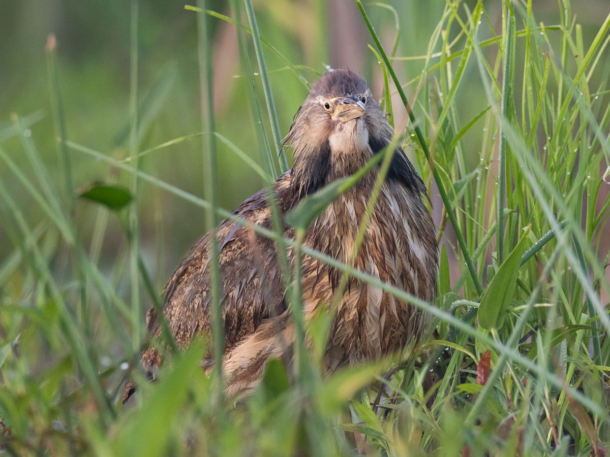American Bittern - ML638272859