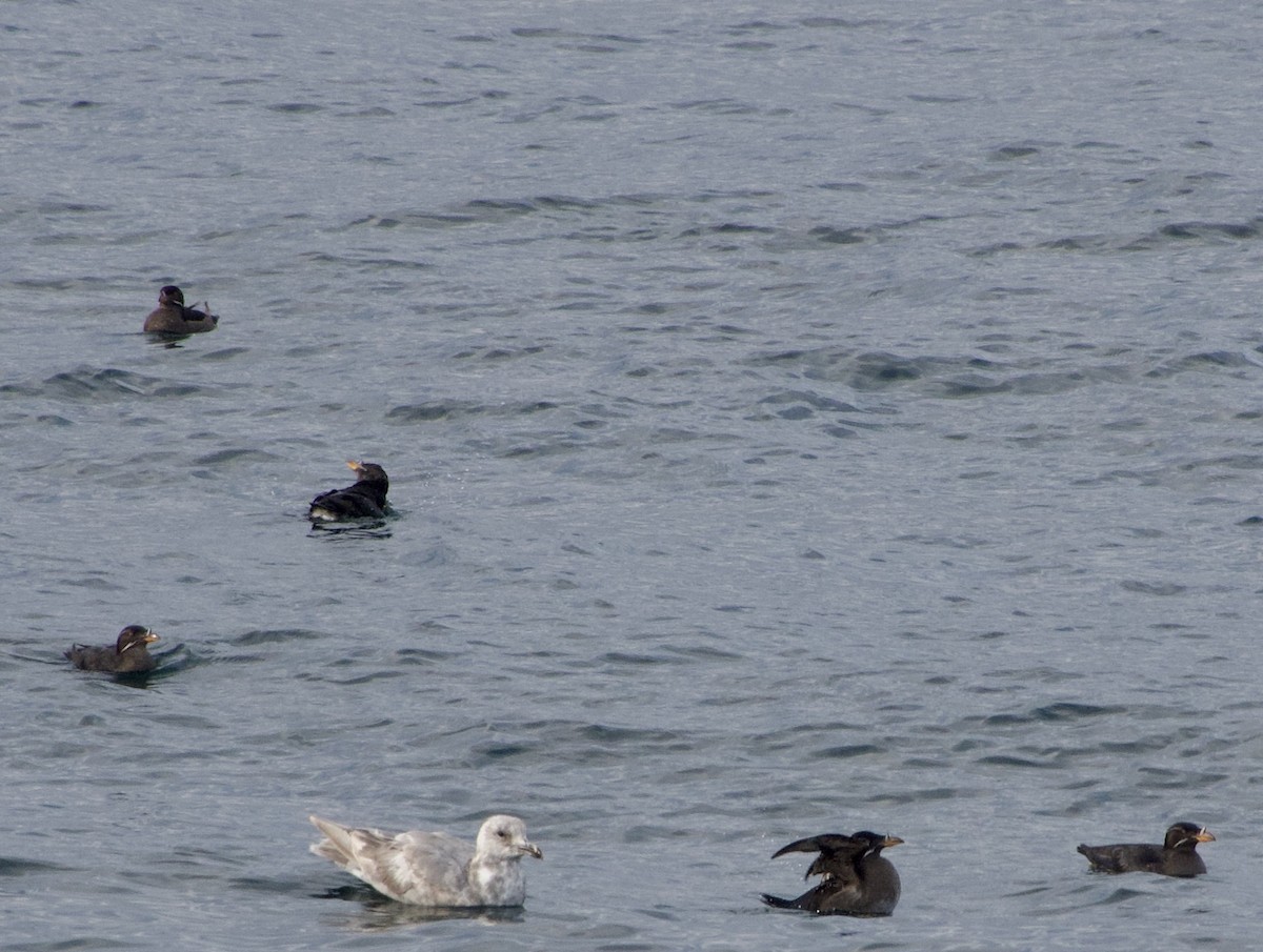 Rhinoceros Auklet - ML638272860