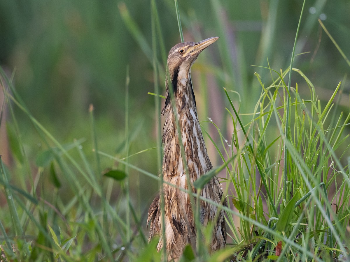 American Bittern - ML638272861