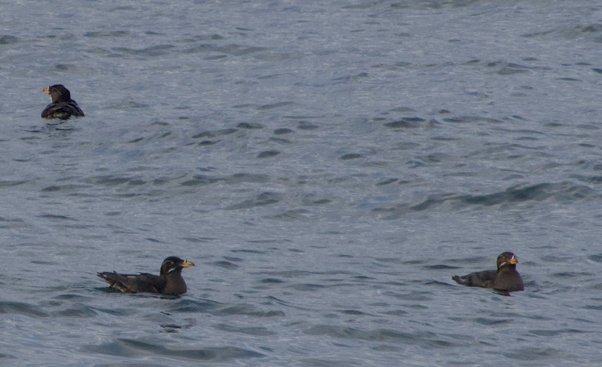 Rhinoceros Auklet - ML638272863