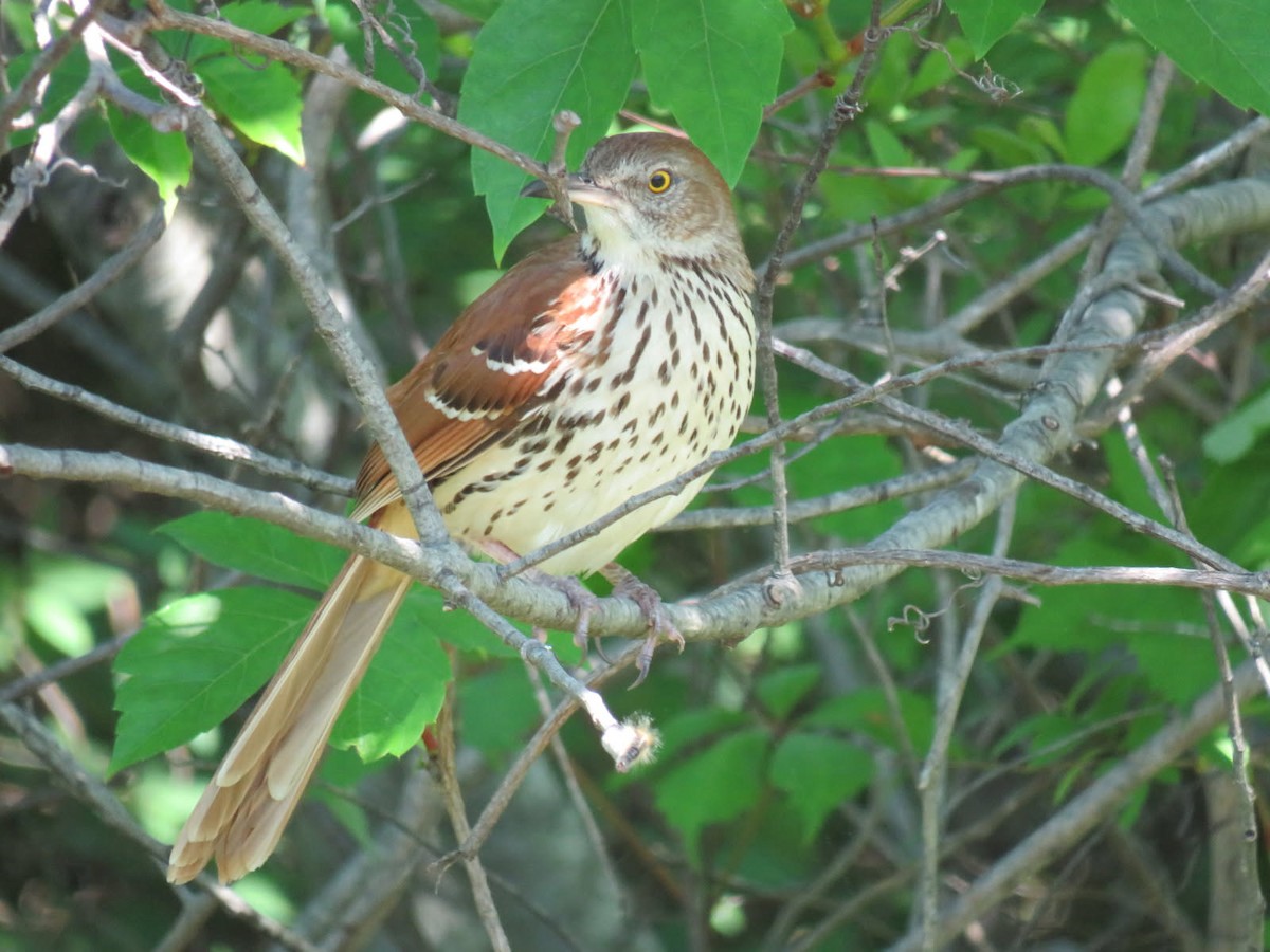 Brown Thrasher - ML638272868