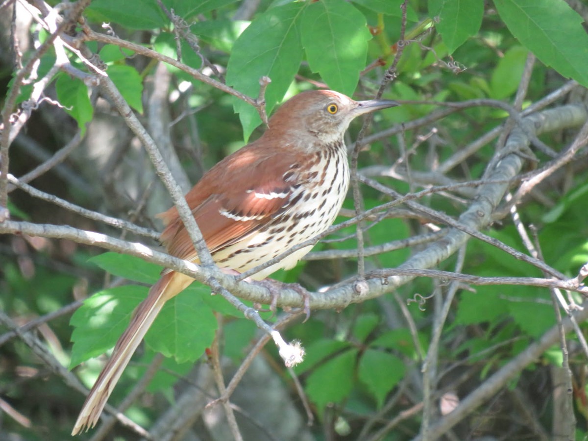 Brown Thrasher - ML638272869