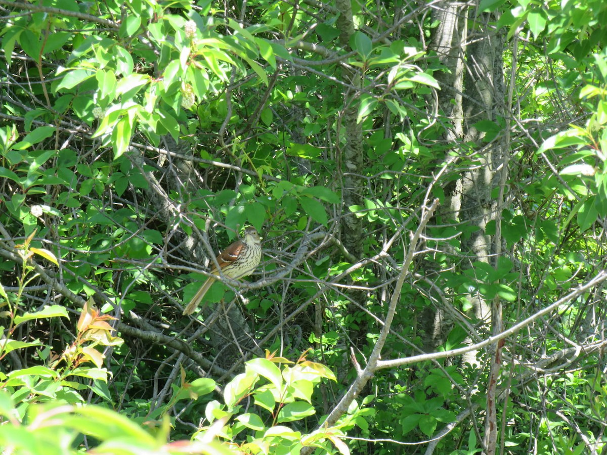 Brown Thrasher - ML638272870