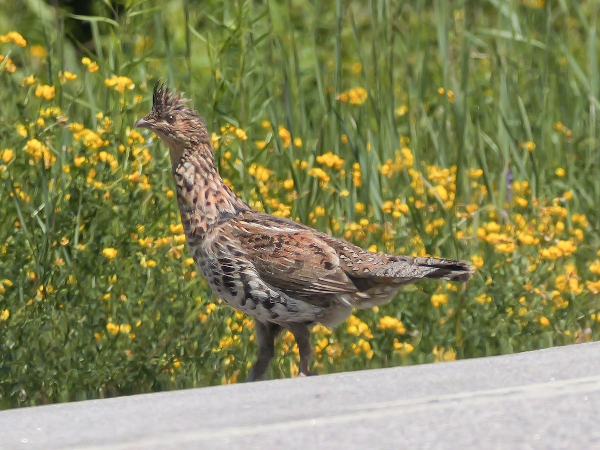 Ruffed Grouse - ML638272872