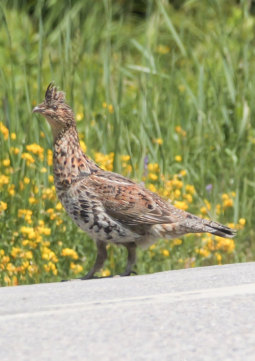 Ruffed Grouse - ML638272873