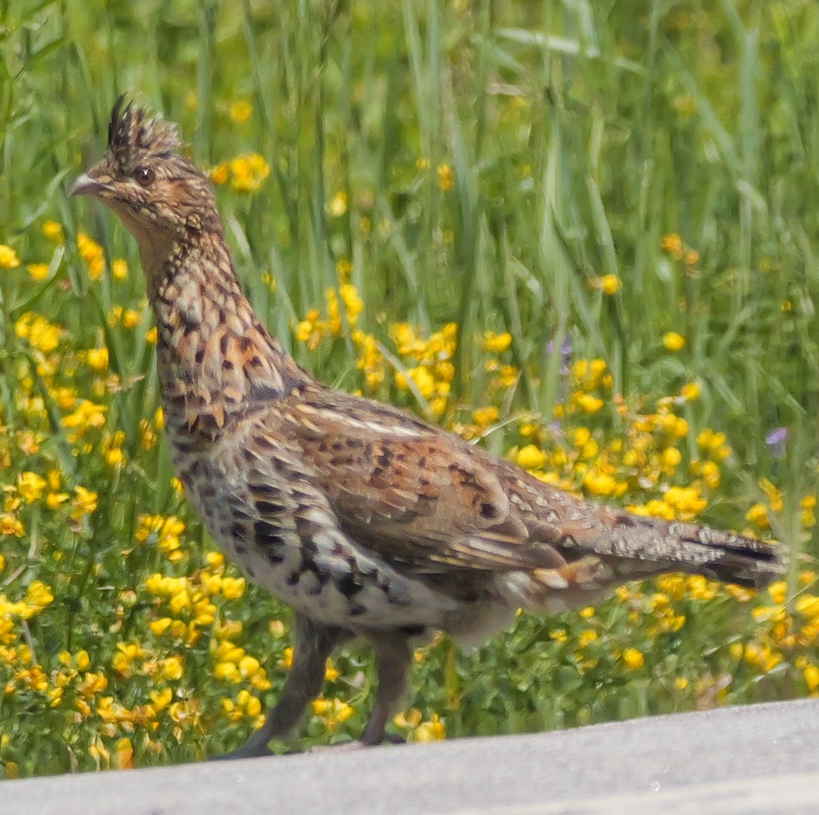 Ruffed Grouse - ML638272874