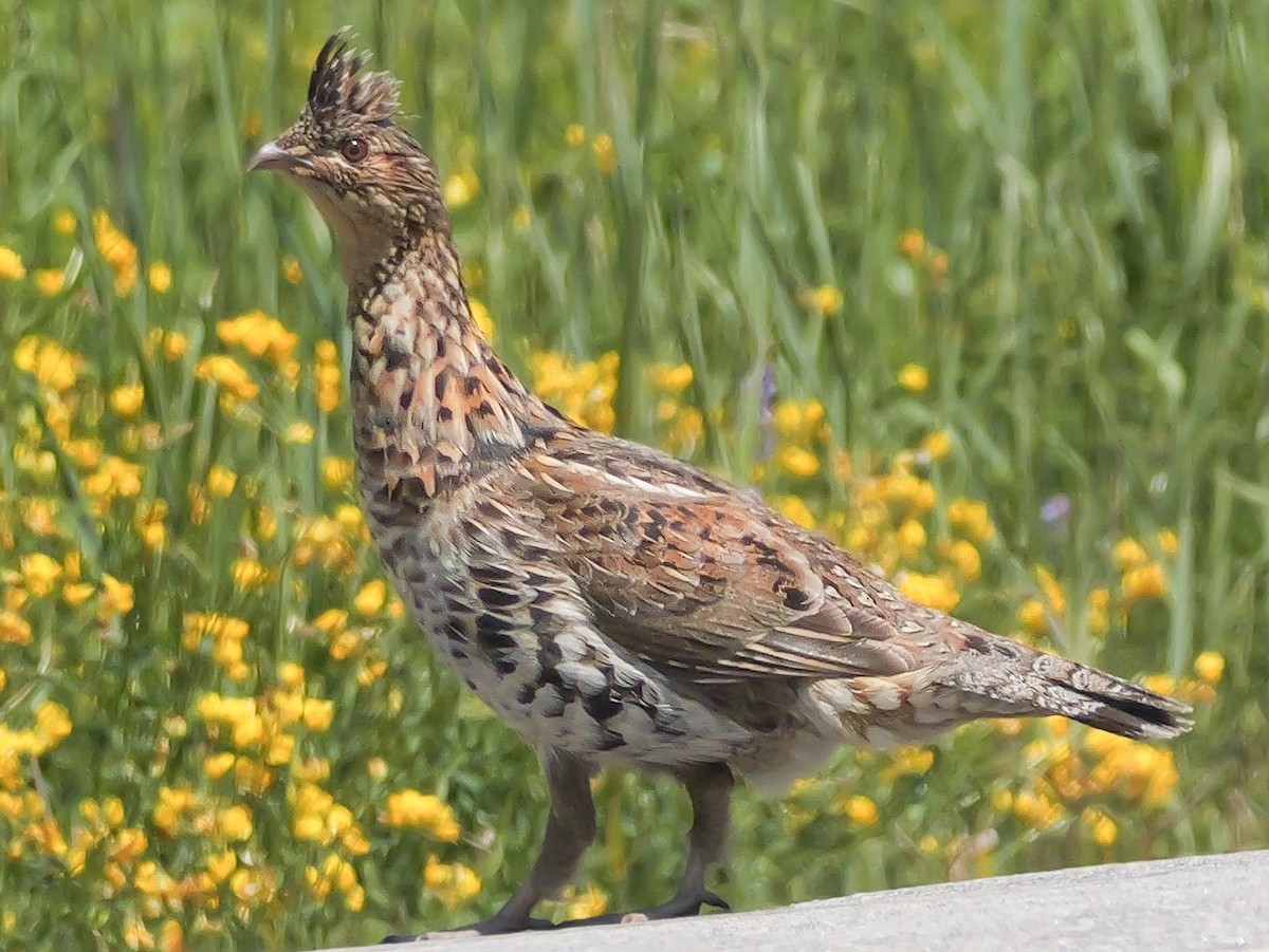 Ruffed Grouse - ML638272875