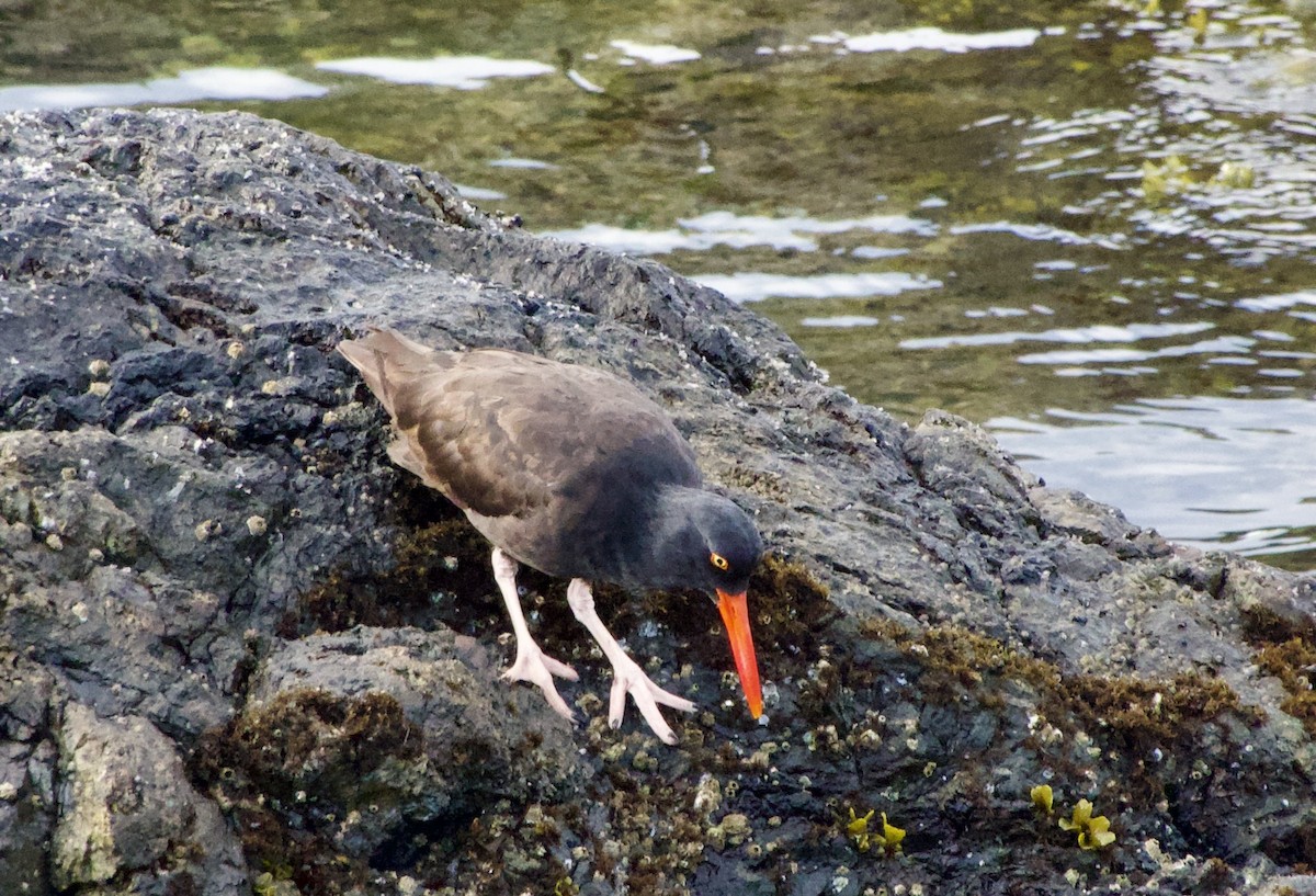 Black Oystercatcher - ML638272882