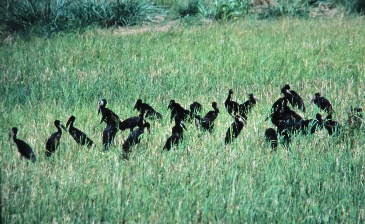 African Openbill - ML638272892