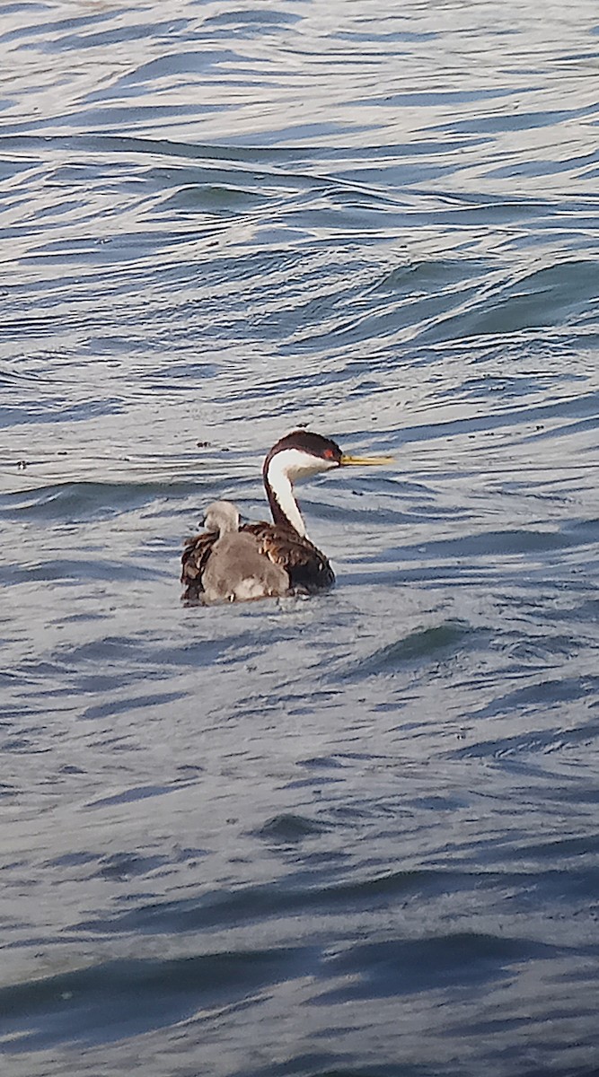 Western Grebe - ML638272907