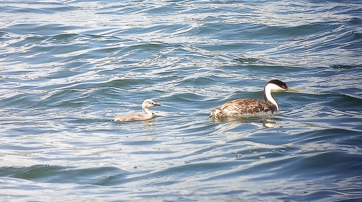 Western Grebe - ML638272908
