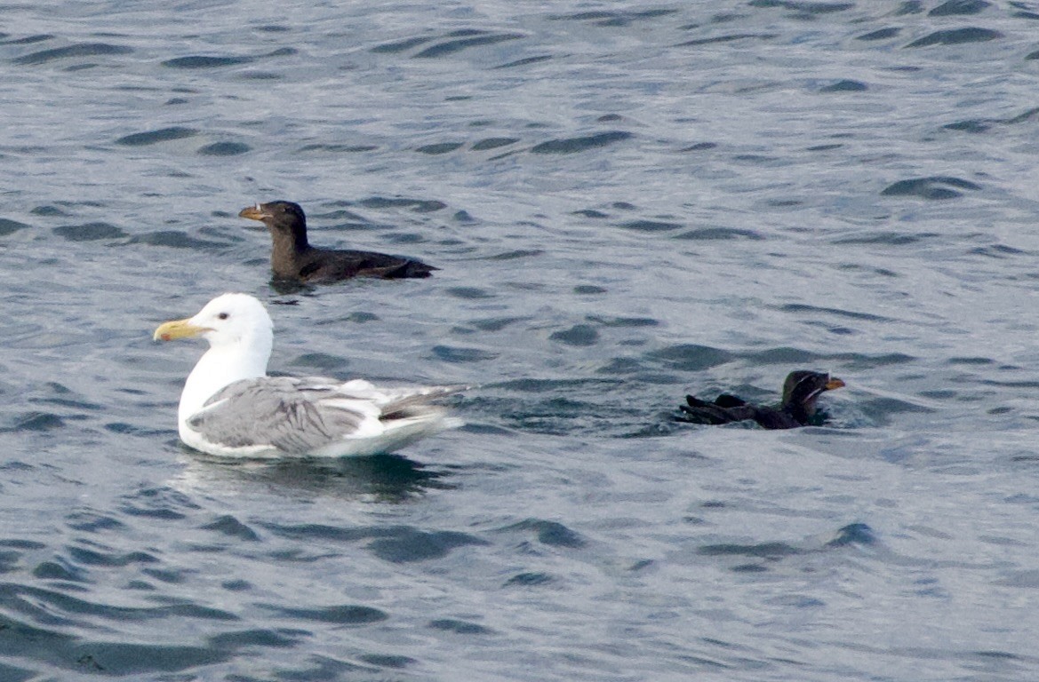Rhinoceros Auklet - ML638272913