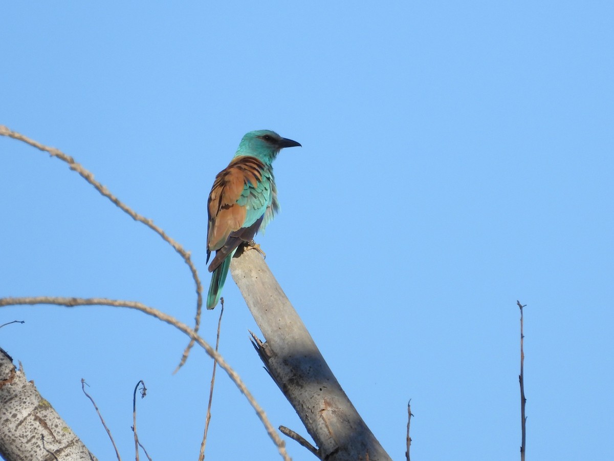 European Roller - ML638272914