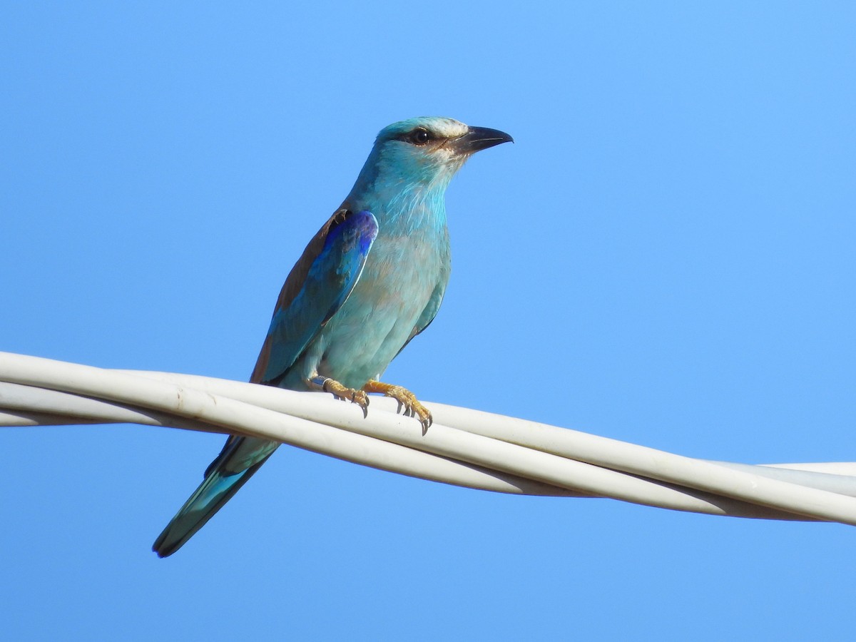 European Roller - ML638272915