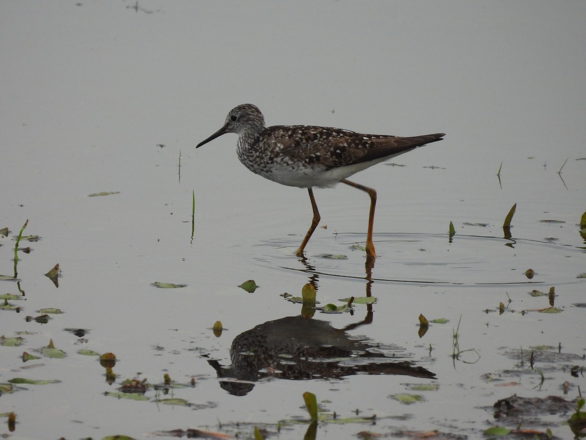 Lesser Yellowlegs - ML638272916