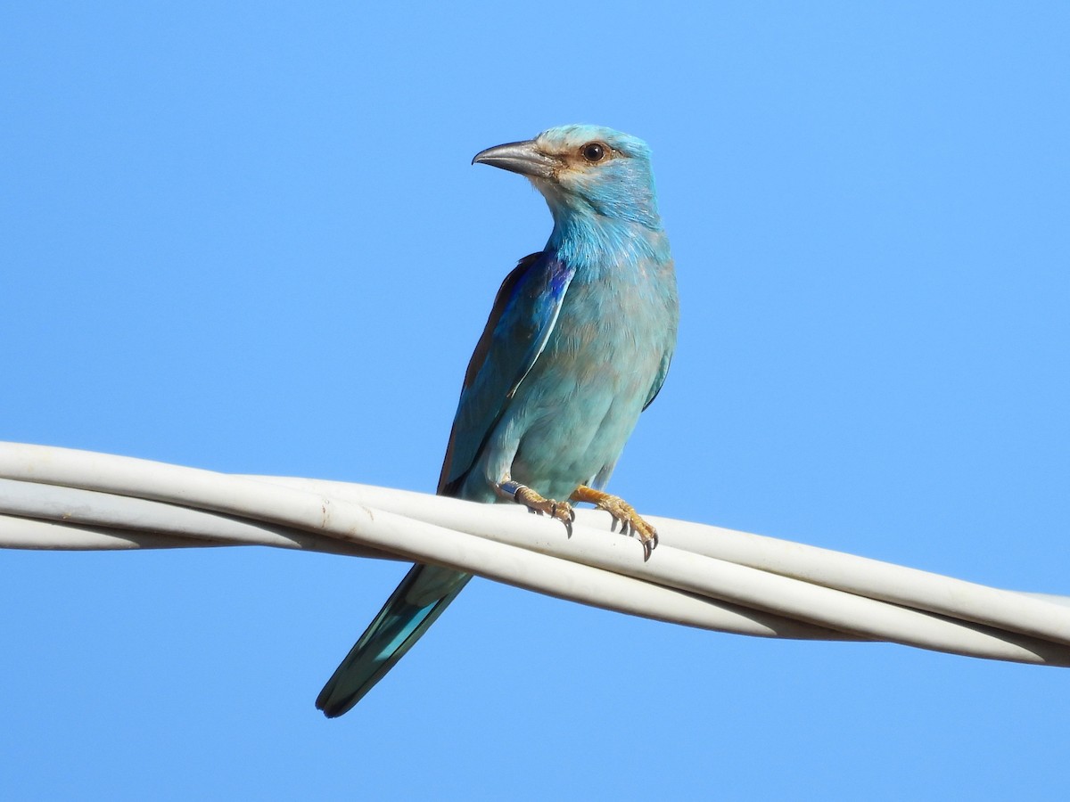 European Roller - ML638272918