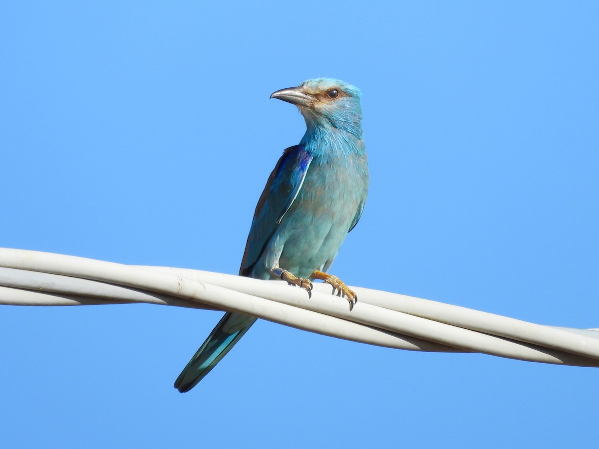European Roller - ML638272919