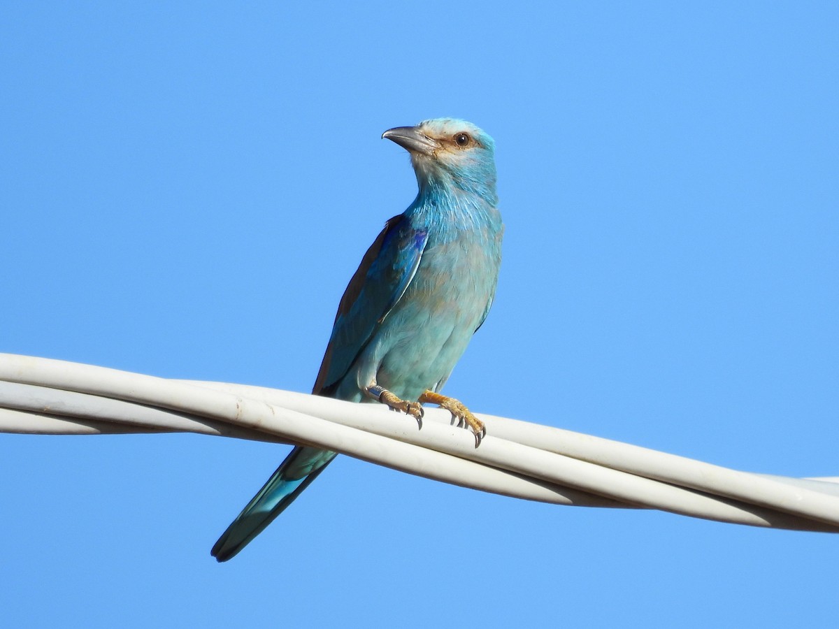 European Roller - ML638272920