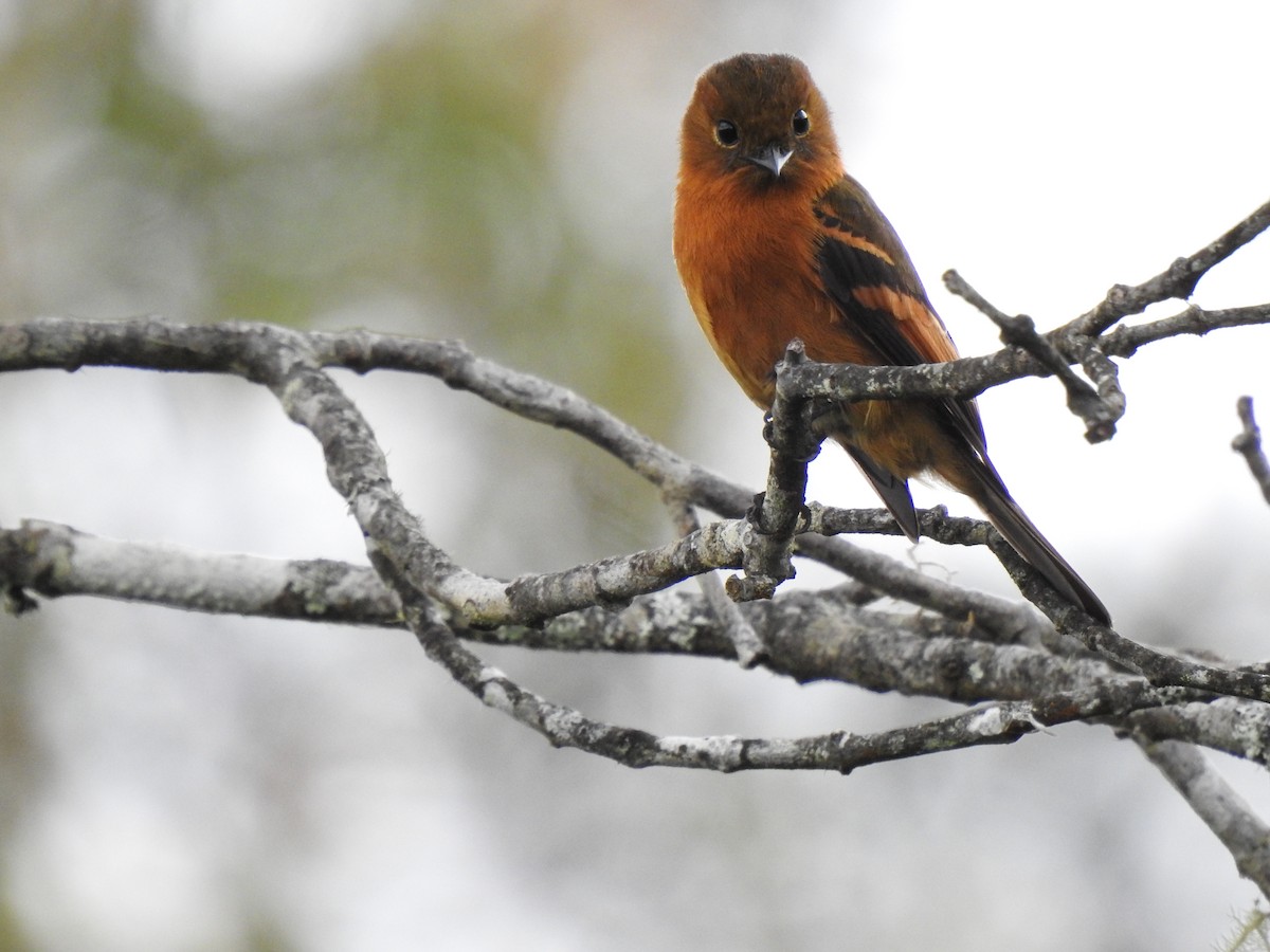 Cinnamon Flycatcher - ML638272923