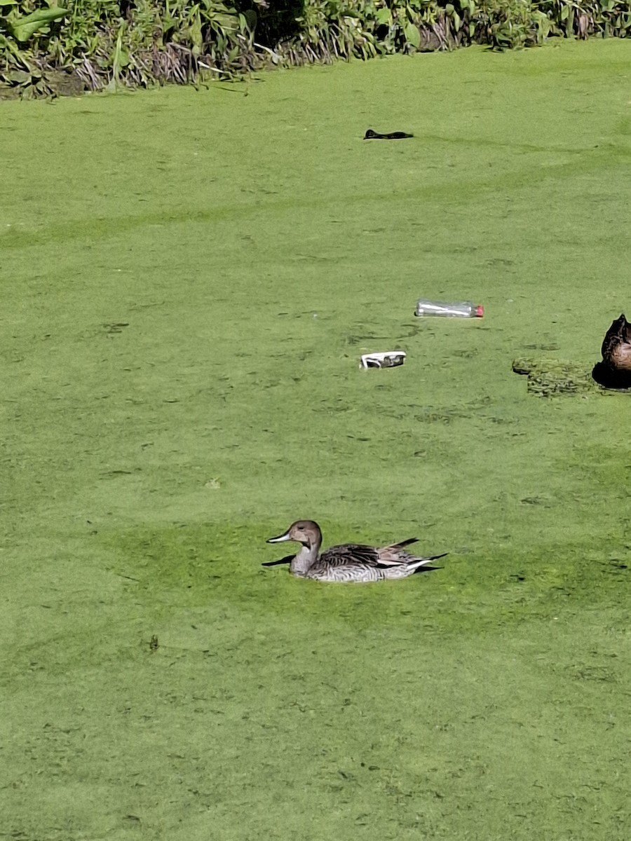 Northern Pintail - ML638272924