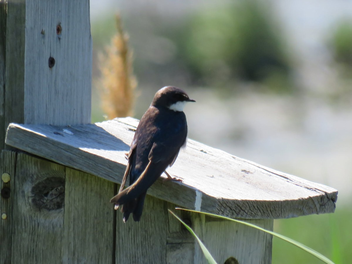 Tree Swallow - ML638272925