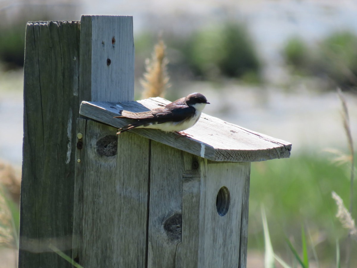 Tree Swallow - ML638272926