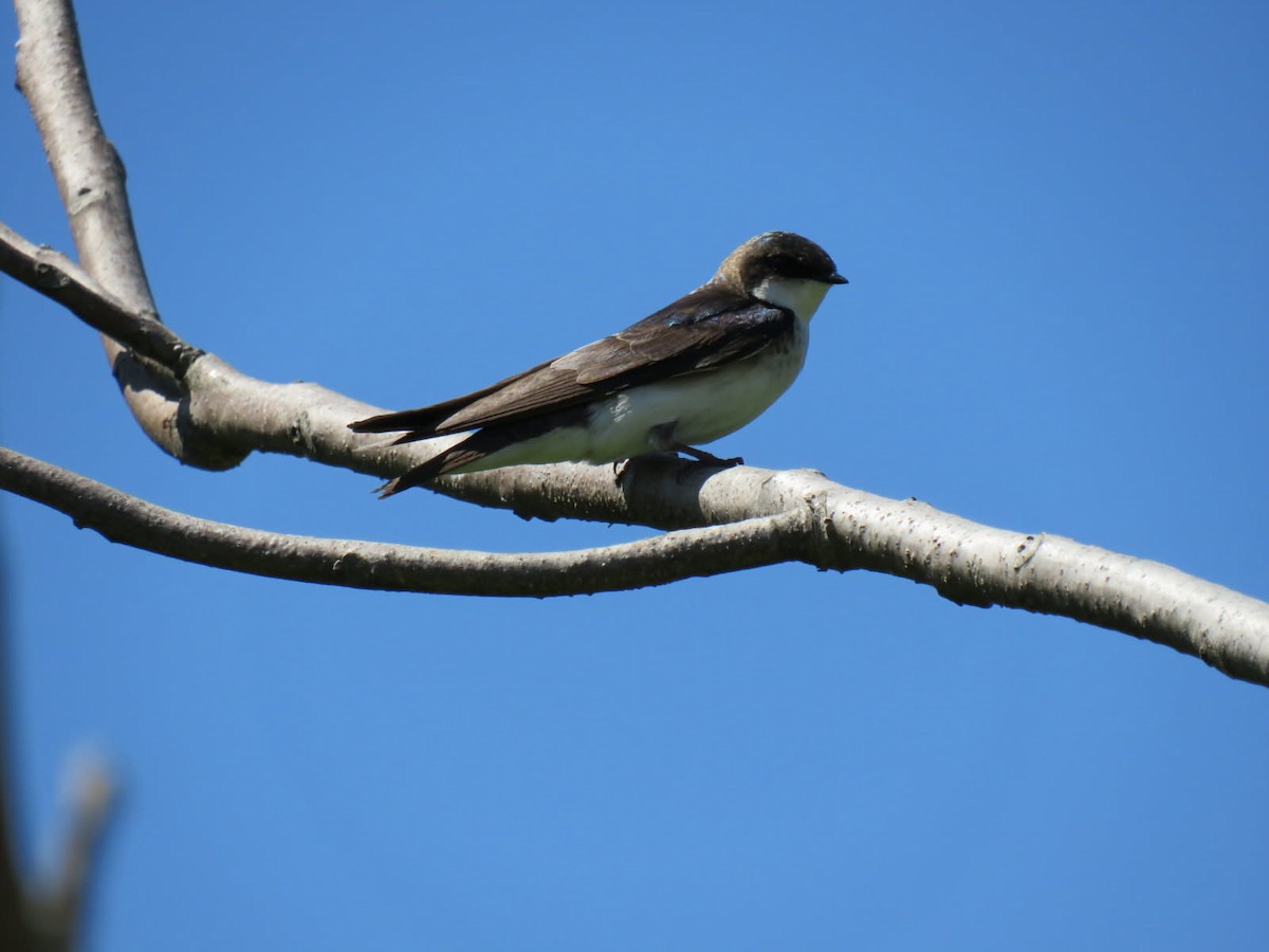 Tree Swallow - ML638272927