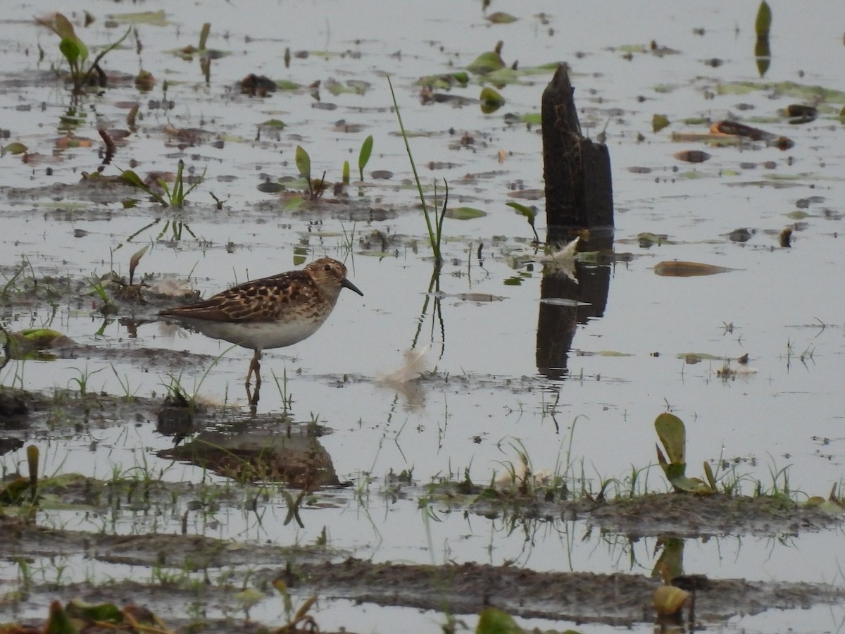 Least Sandpiper - ML638272928