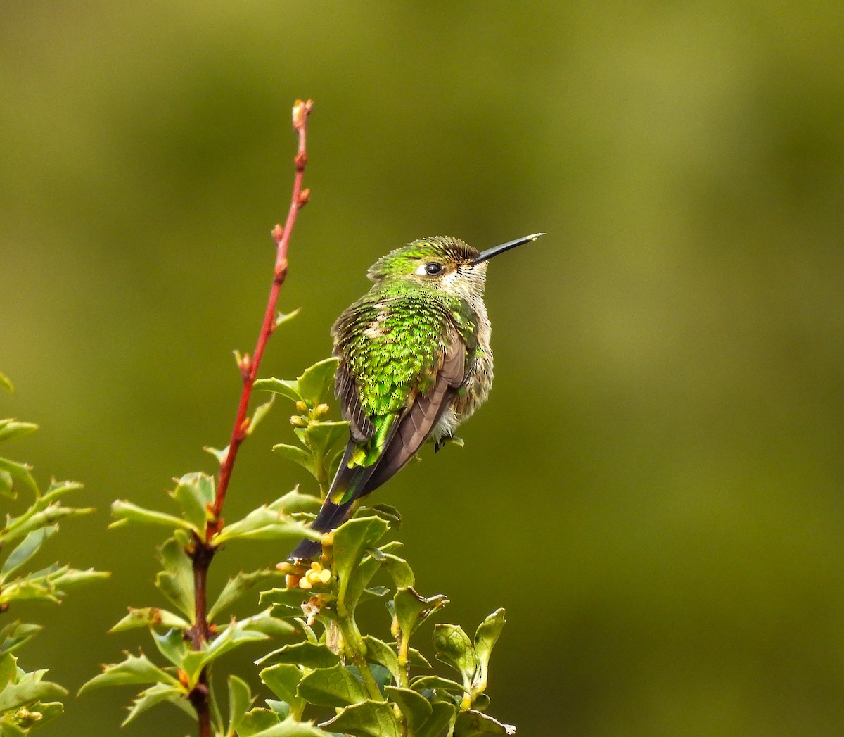 Black-tailed Trainbearer - ML638272929