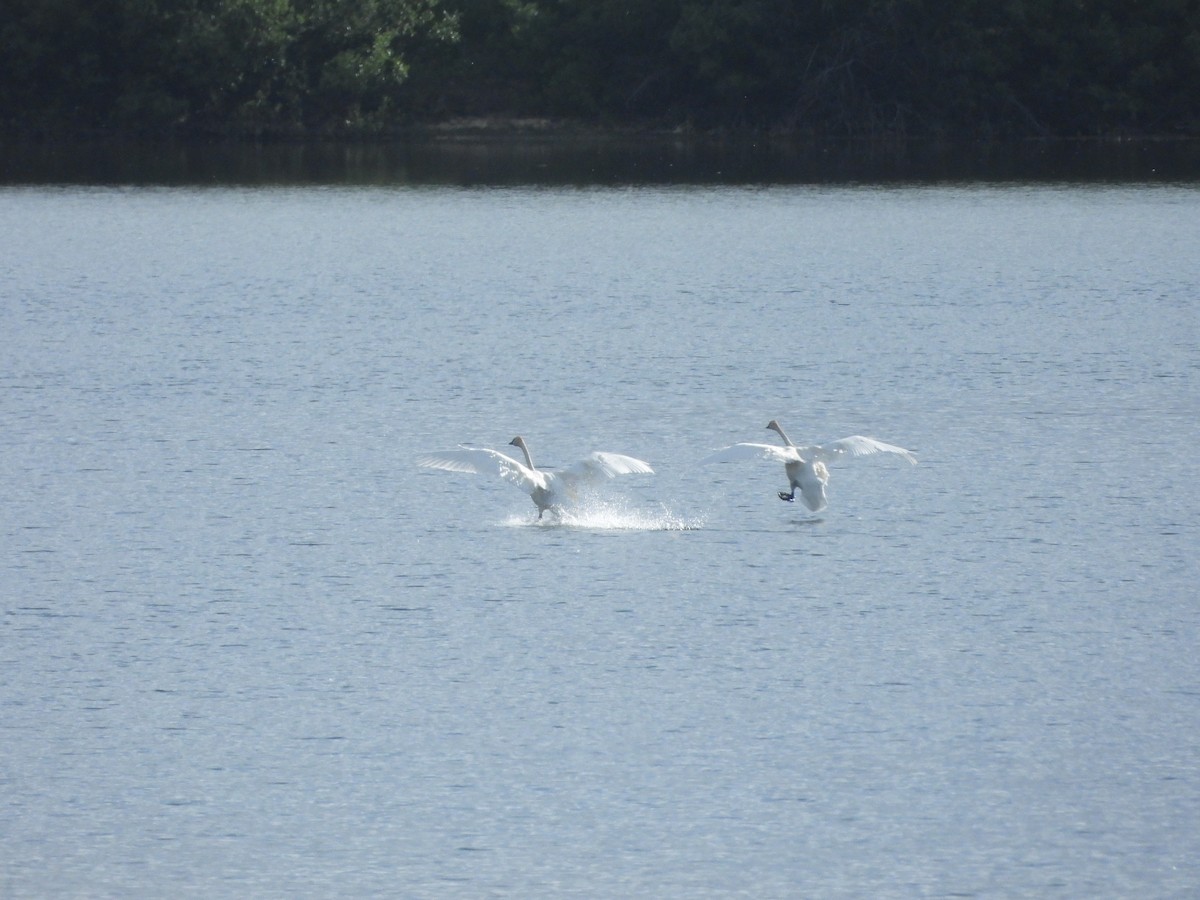 Cygne trompette - ML638272930