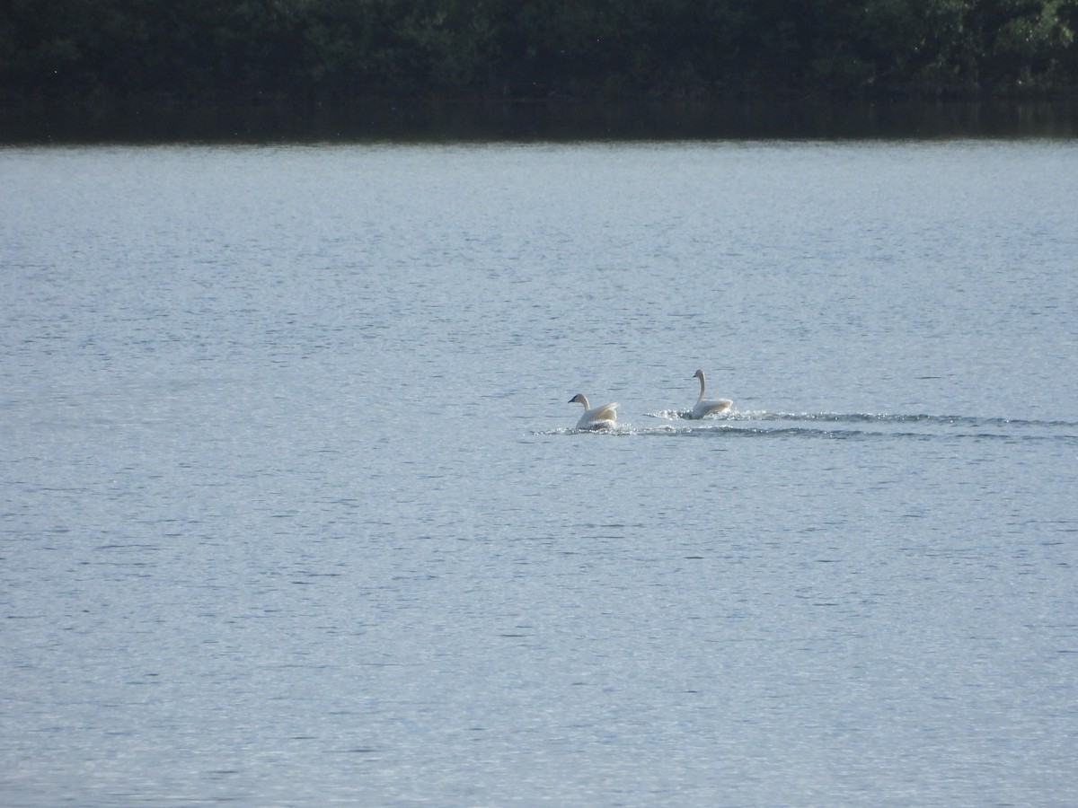 Cygne trompette - ML638272931