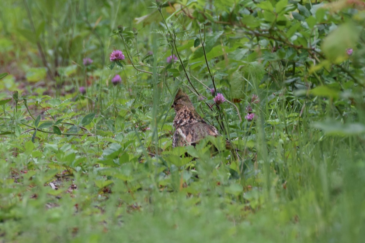 Ruffed Grouse - ML638272944