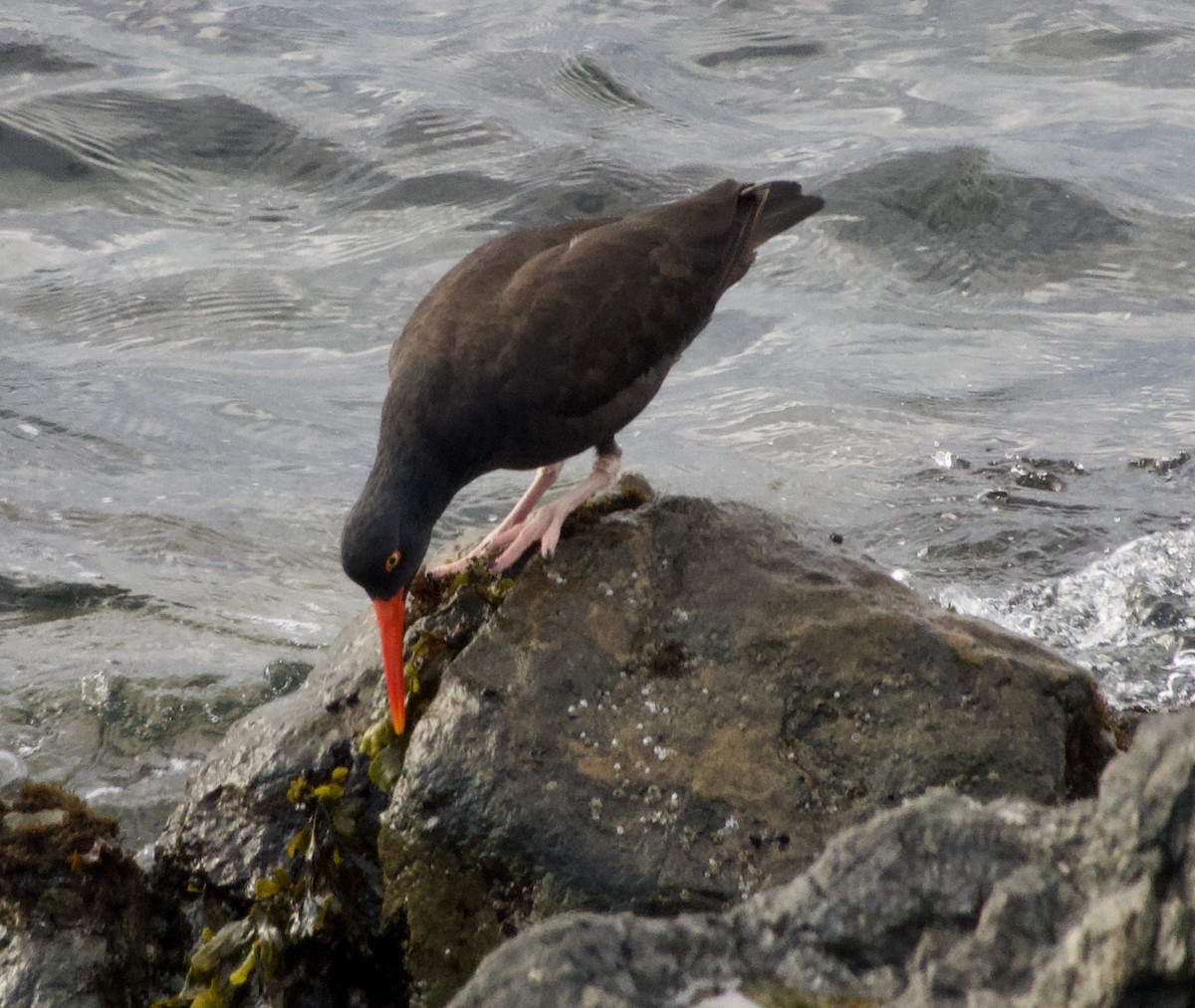 Black Oystercatcher - ML638272946